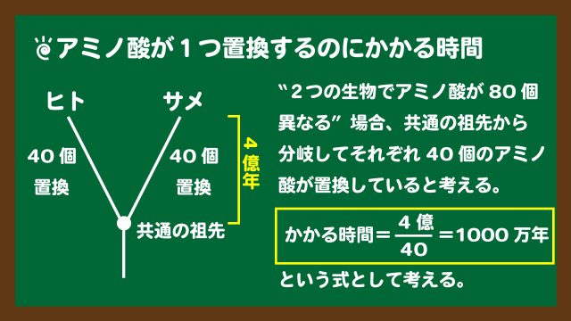 スライド4:アミノ酸が1つ置換するのにかかる時間の計算の考え方