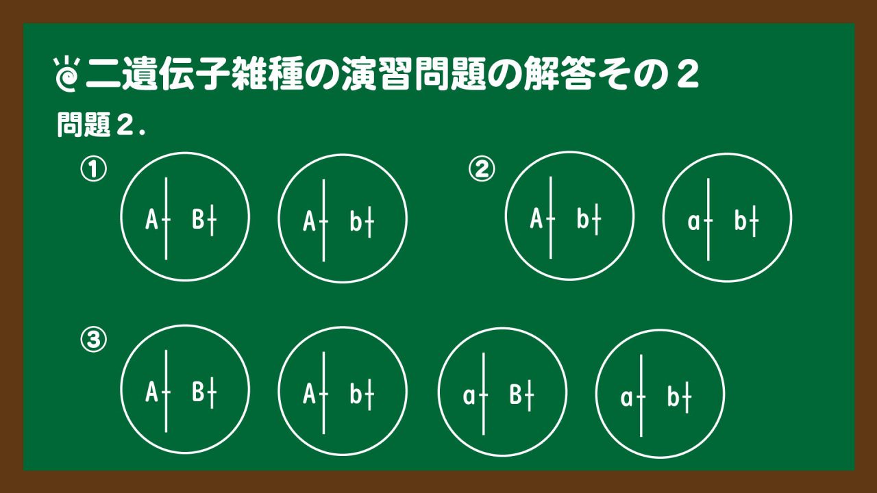スライド3:二遺伝子雑種の演習問題の解答その2