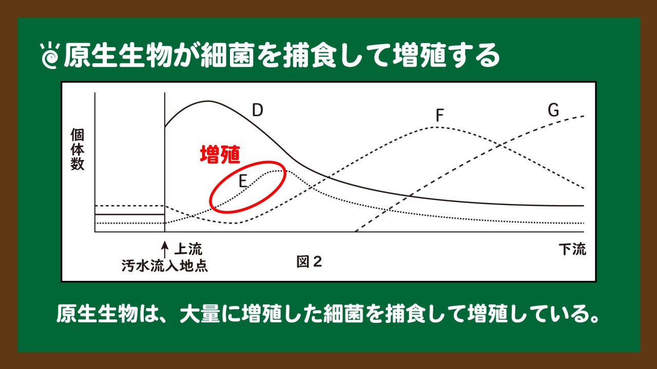 スライド4:原生生物は細菌を捕食して増殖する