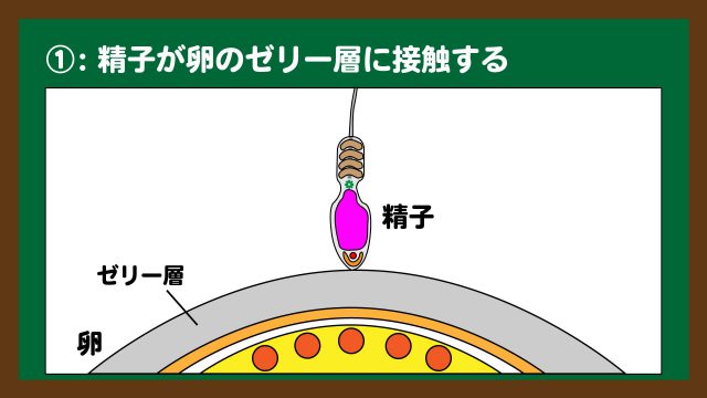 スライド3:精子が卵のゼリー層に接触するイメージ