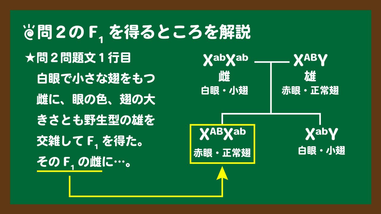 スライド5:問2のF1を得るところを図説