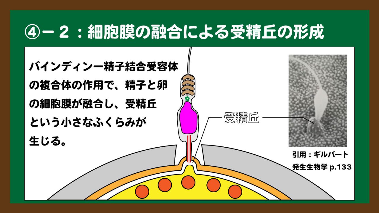 スライド7:細胞膜の融合による受精丘の形成