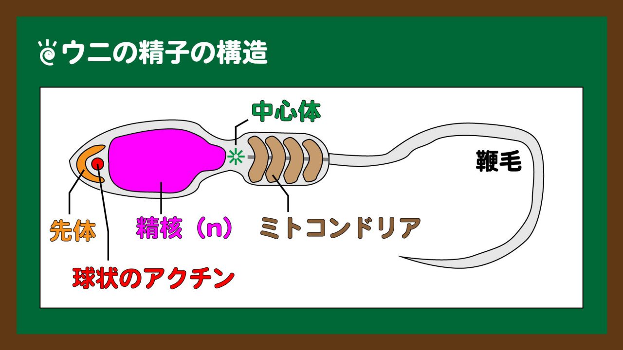 スライド2:ウニの精子の構造