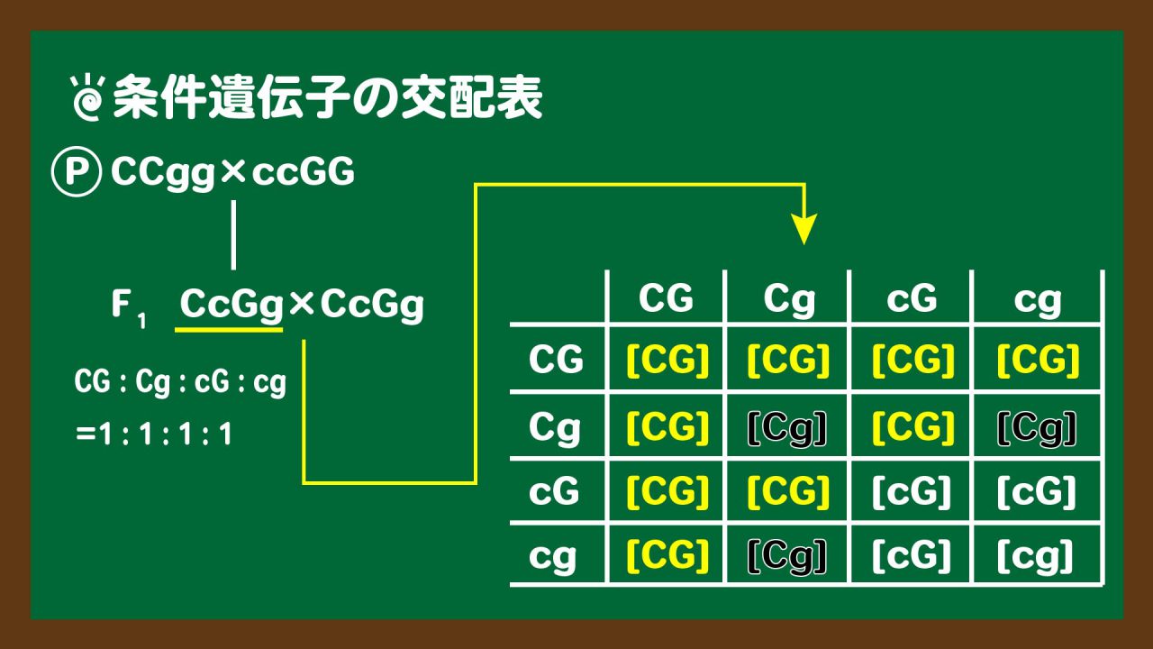 スライド3:条件遺伝子の問題の交配表
