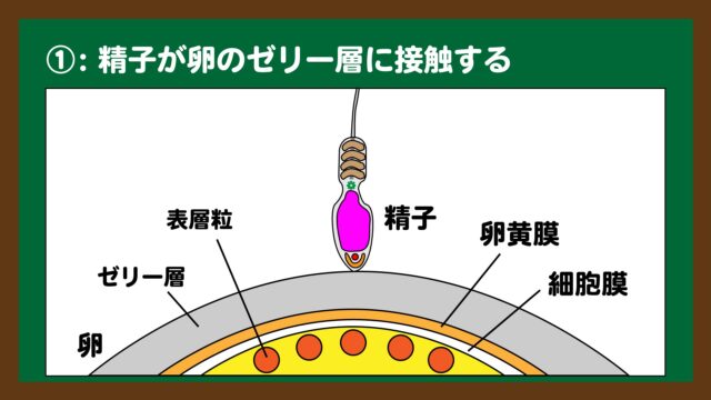 スライド３：精子が卵のゼリー層に接触するイメージ