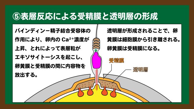 スライド8:表層反応による受精膜と透明層の形成