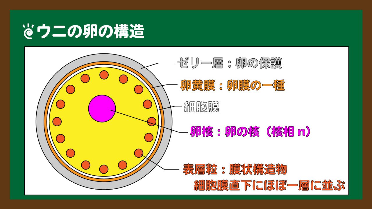 スライド1:ウニの卵の構造