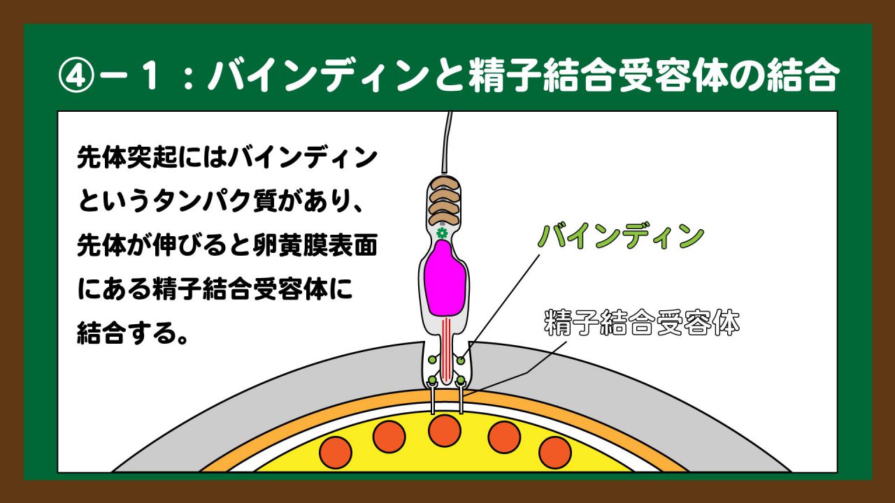 スライド6:バインディンと精子結合受容体の結合