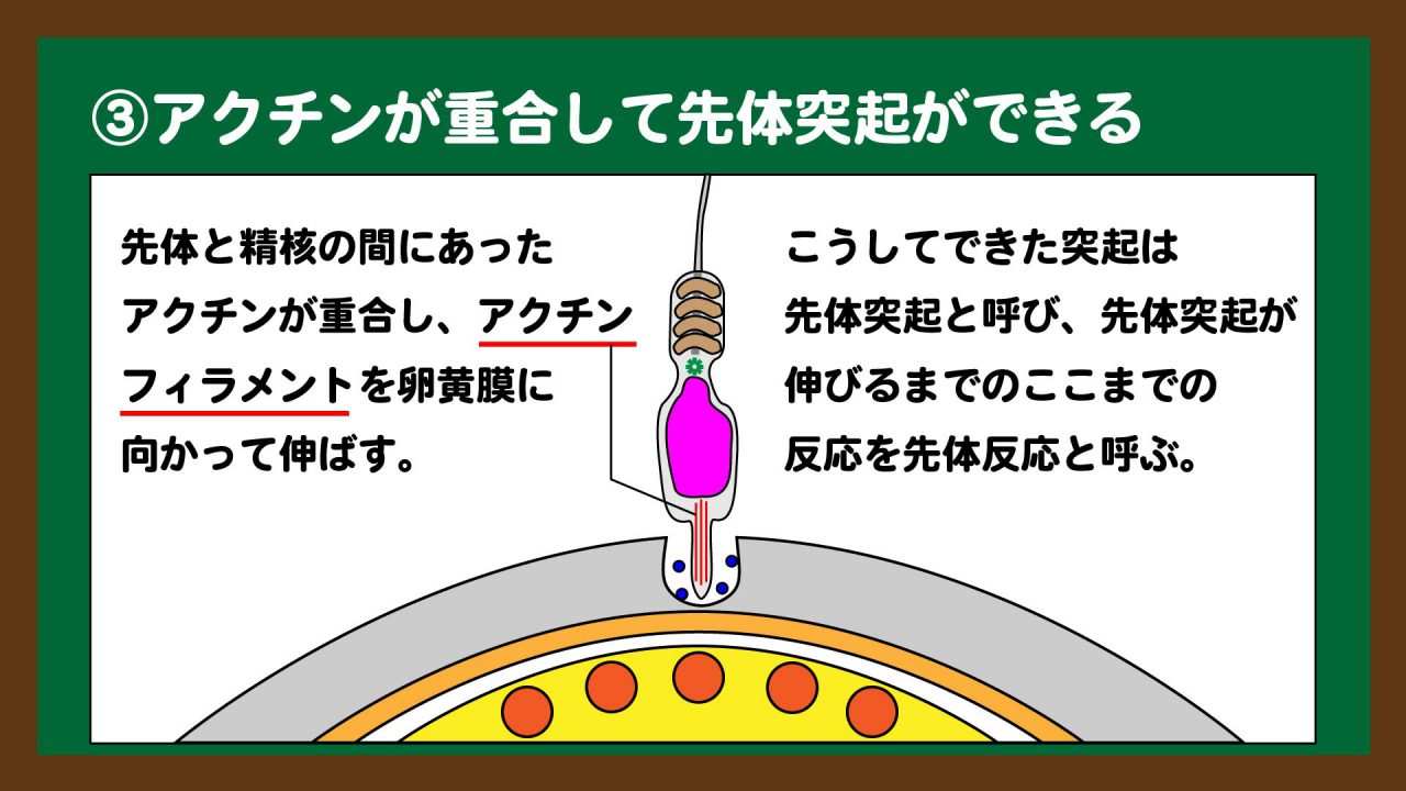 スライド5:先体反応が起こる