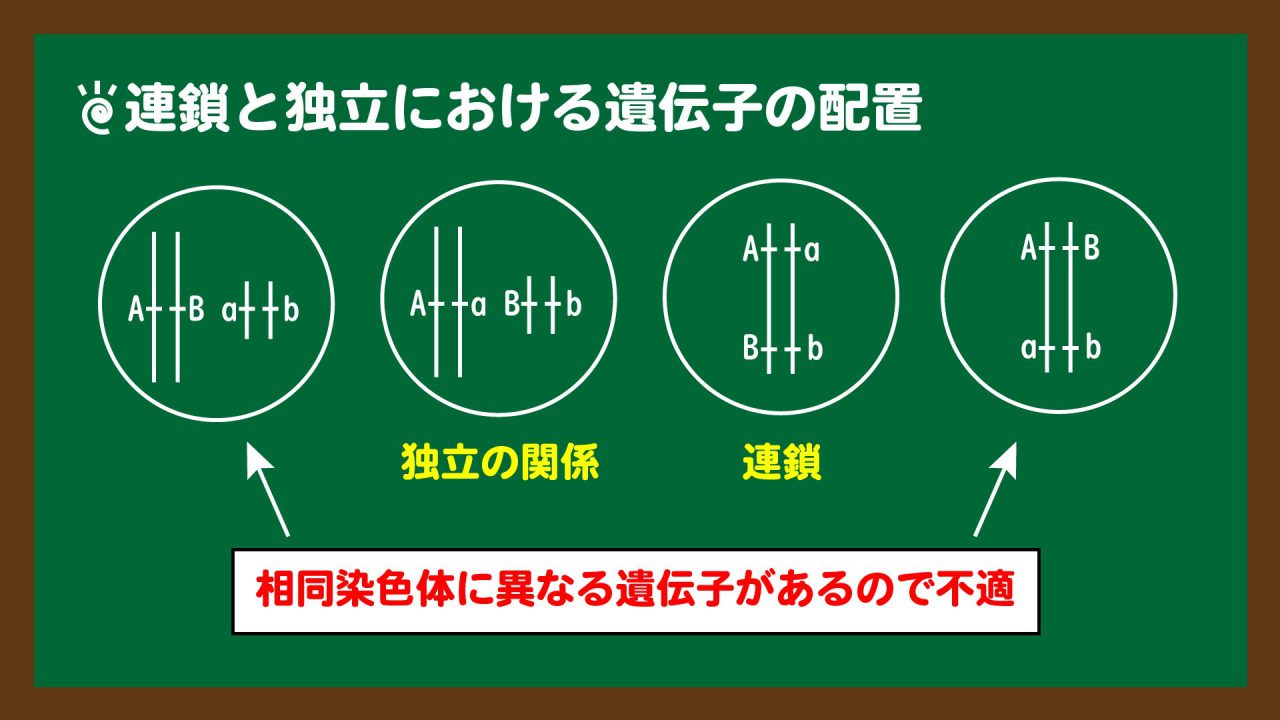 スライド4:連鎖と独立における遺伝子の配置