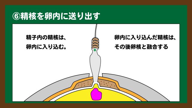 スライド9:精核は卵内に入り込み、卵核と融合する