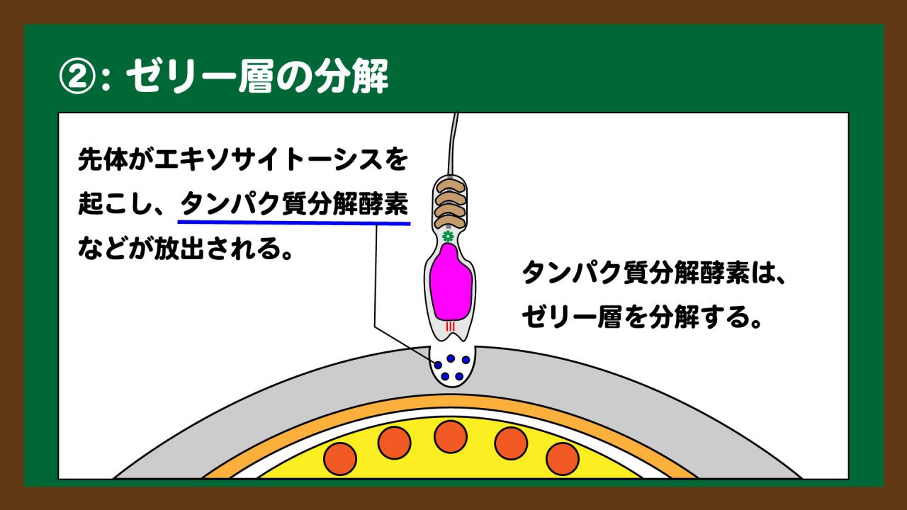 スライド4:タンパク質分解酵素によるゼリー層の分解