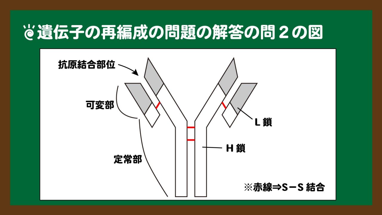 スライド3:問2の図(抗体の図示)