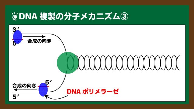 図．プライマーにDNAポリメラーゼが結合し、新生鎖が合成される