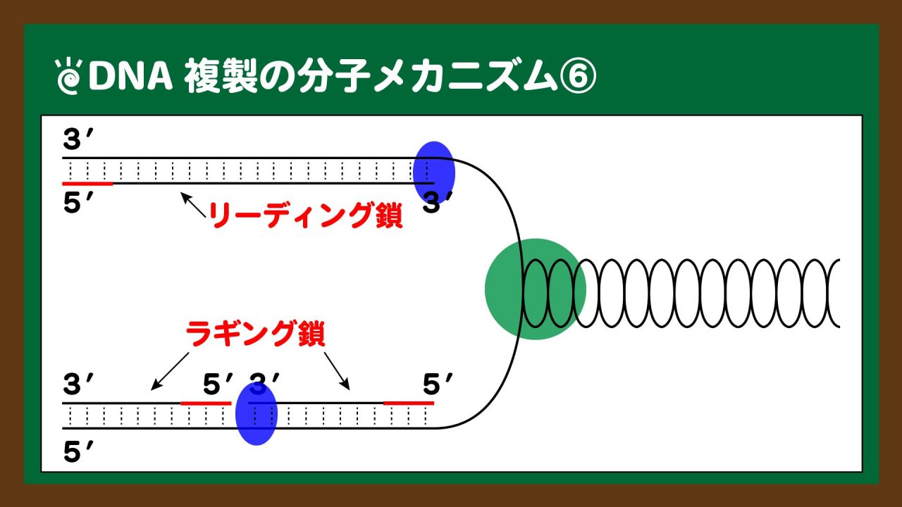 図.リーディング鎖とラギング鎖