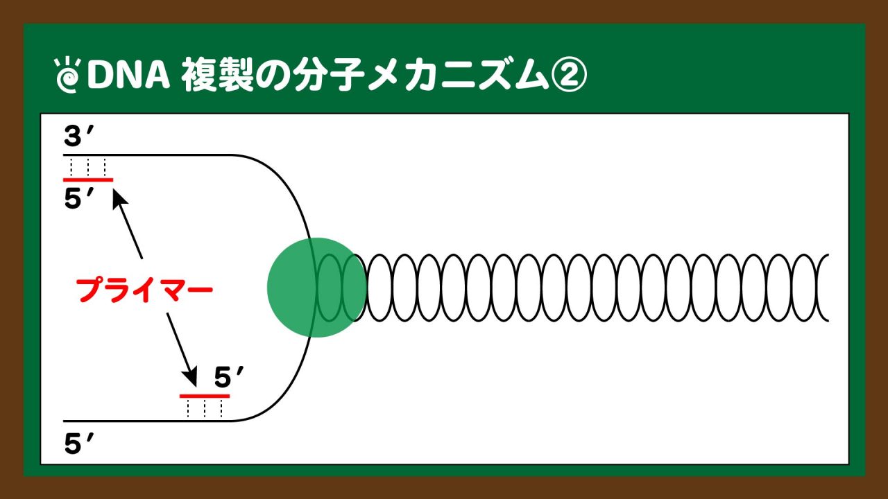 図.プライマーの結合