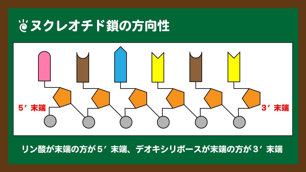 図.ヌクレオチド鎖の方向性