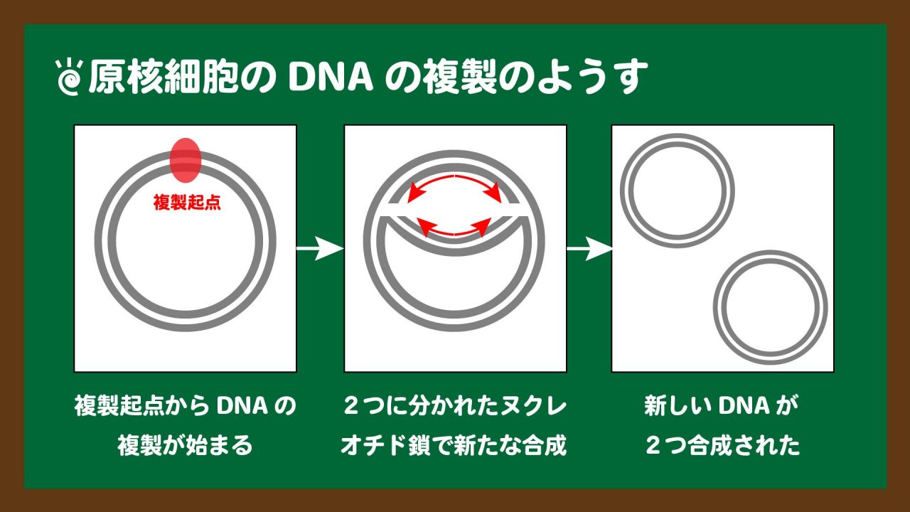 図.原核細胞のDNAの複製のようす