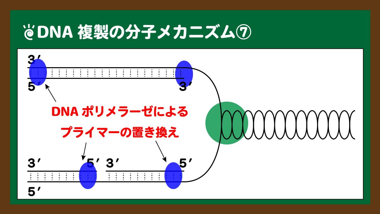 図.RNAプライマーはDNAに置き換えられる