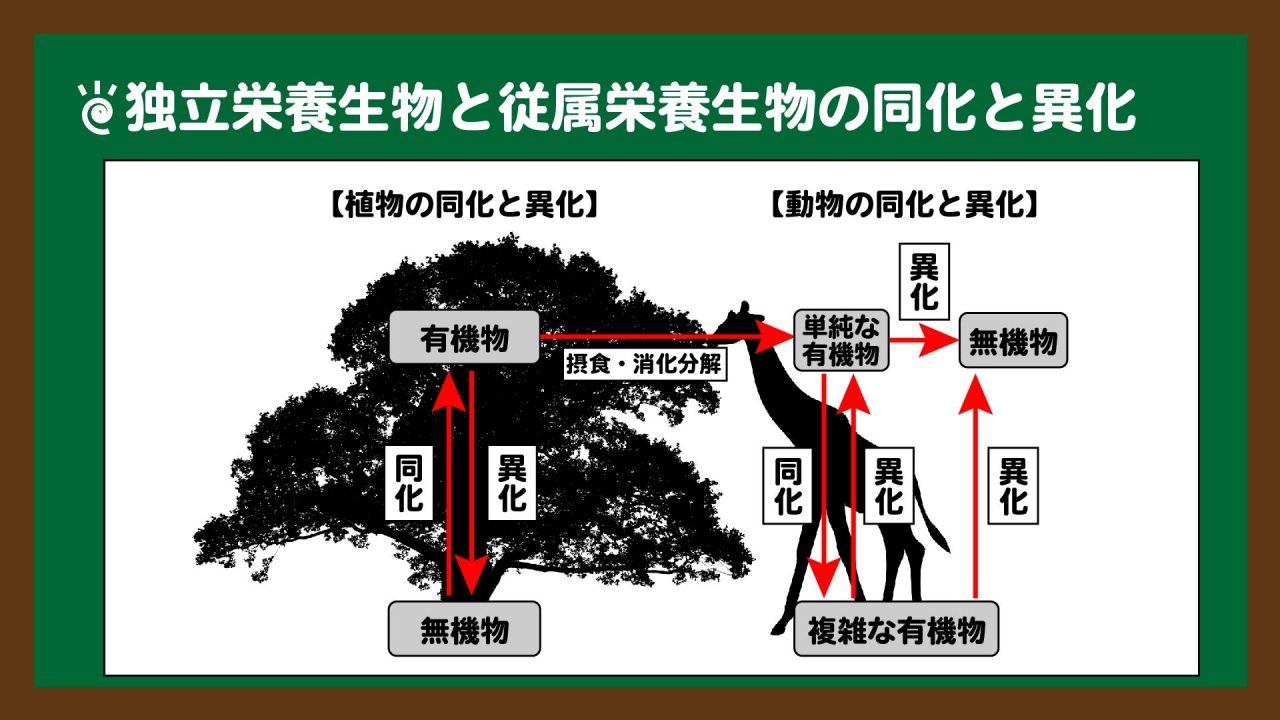 図.独立栄養生物と従属栄養生物の同化と異化