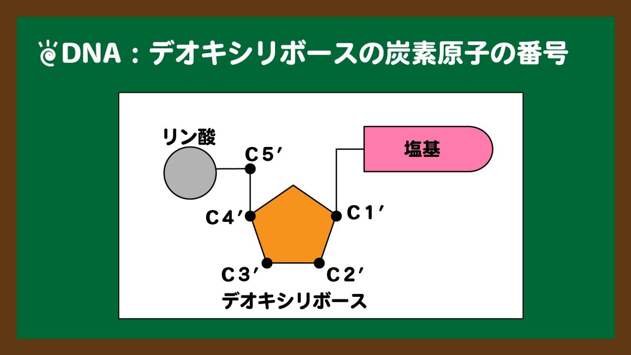図:DNAのデオキシリボースに割り振られている炭素原子番号