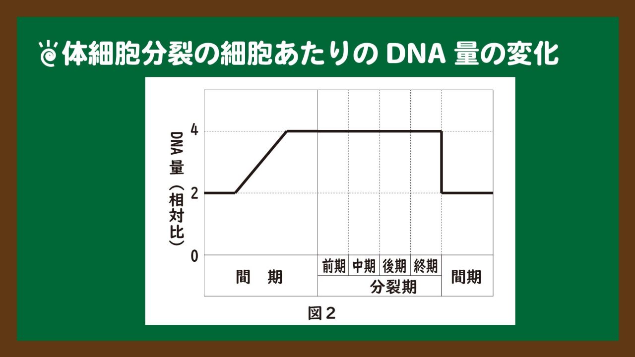 スライド9:体細胞分裂の細胞あたりのDNA量の変化