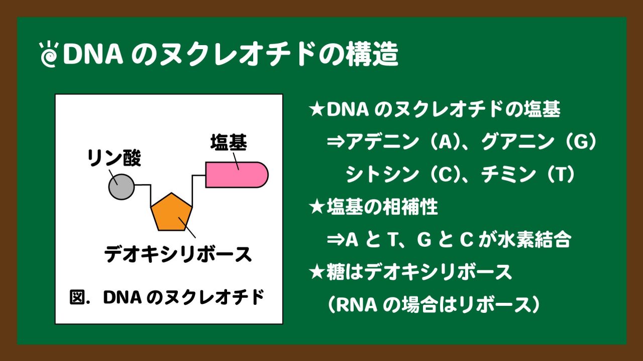 図.DNAのヌクレオチドの構造