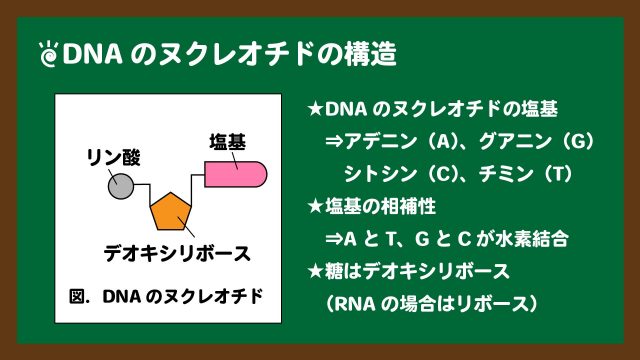 図．DNAのヌクレオチドの構造