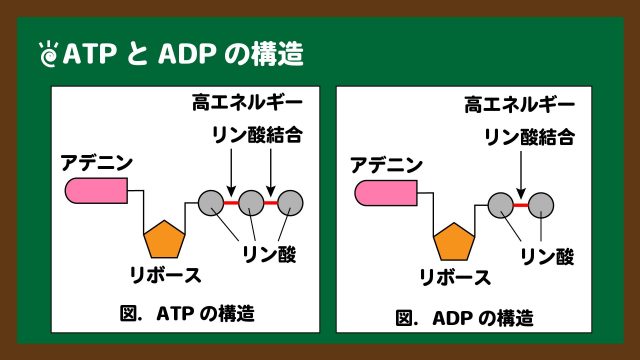 図．ATPとADPの構造