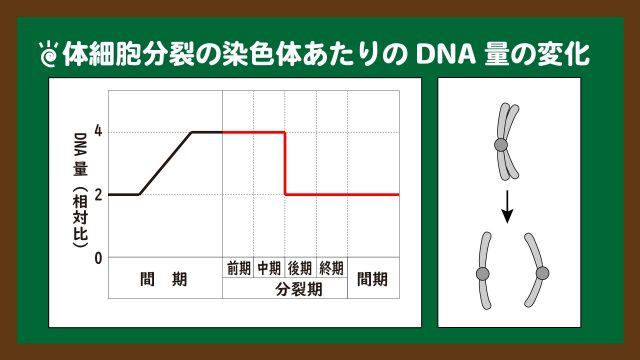 スライド10：体細胞分裂の染色体あたりのDNA量の変化