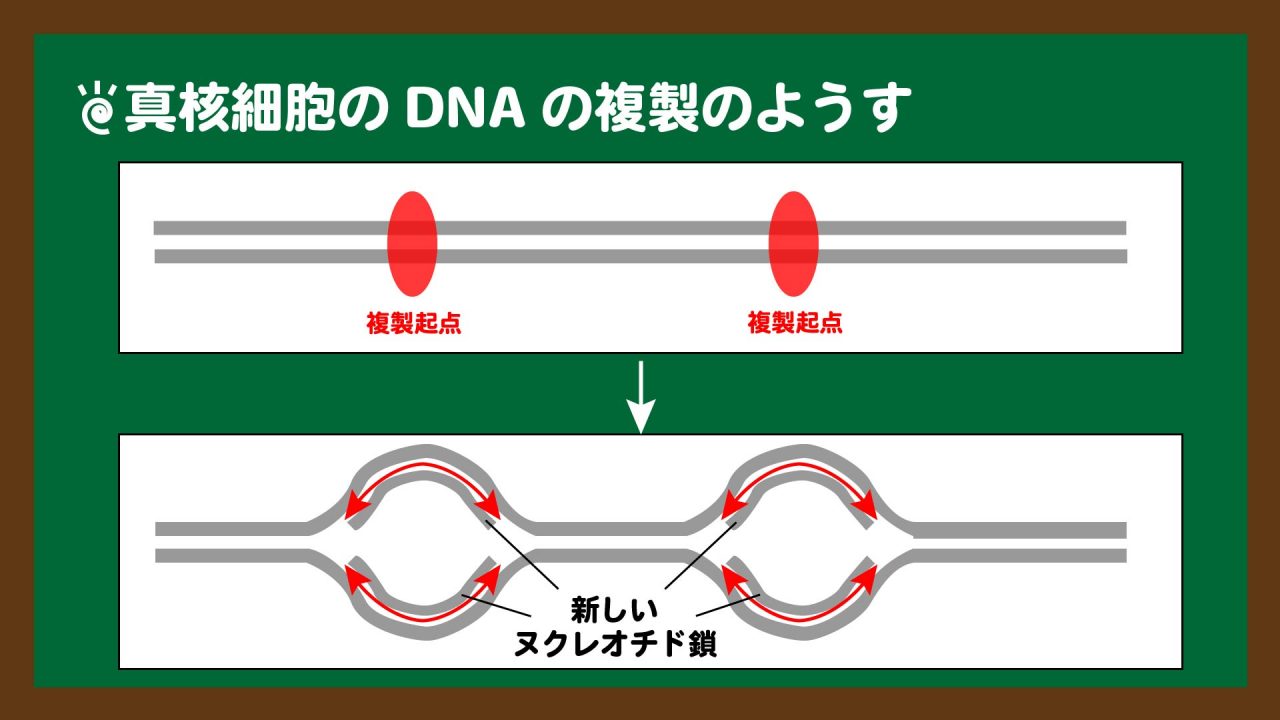 図.真核細胞のDNA複製の複製起点のようす