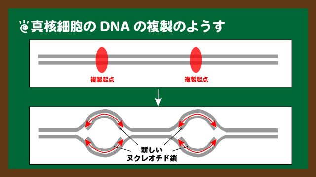 図．真核細胞のDNA複製の複製起点のようす