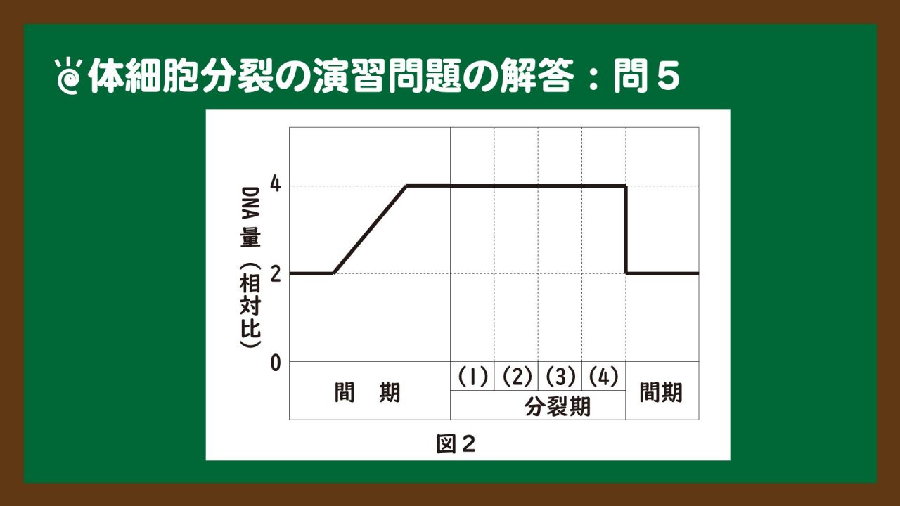 スライド3:体細胞分裂の演習問題の解答②(問5)