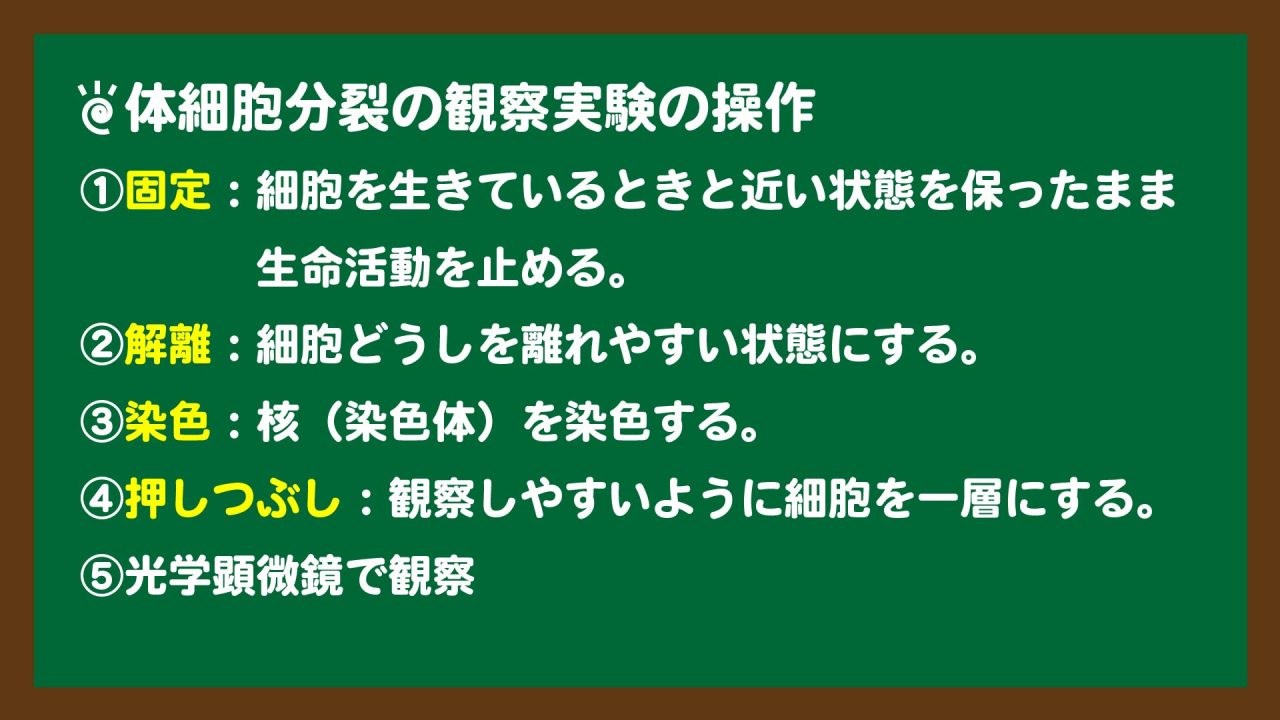 スライド4:体細胞分裂の観察実験の操作手順