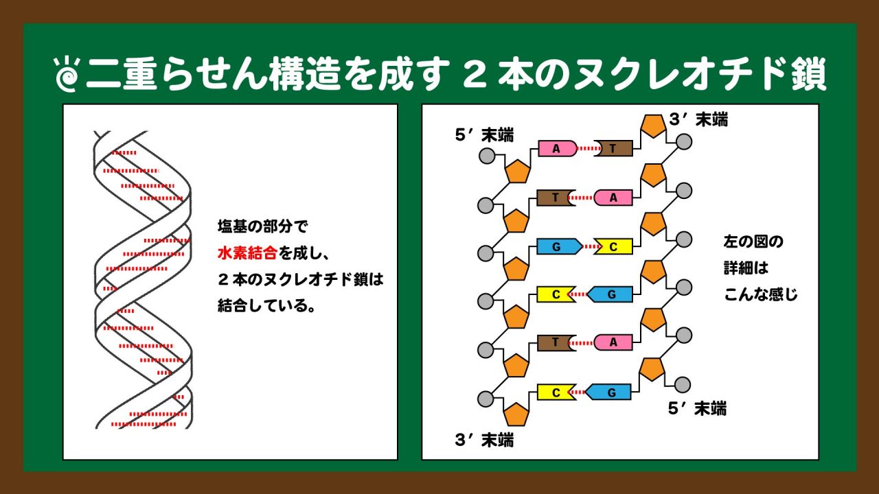 図.二重らせん構造を成す2本のヌクレオチド鎖の図