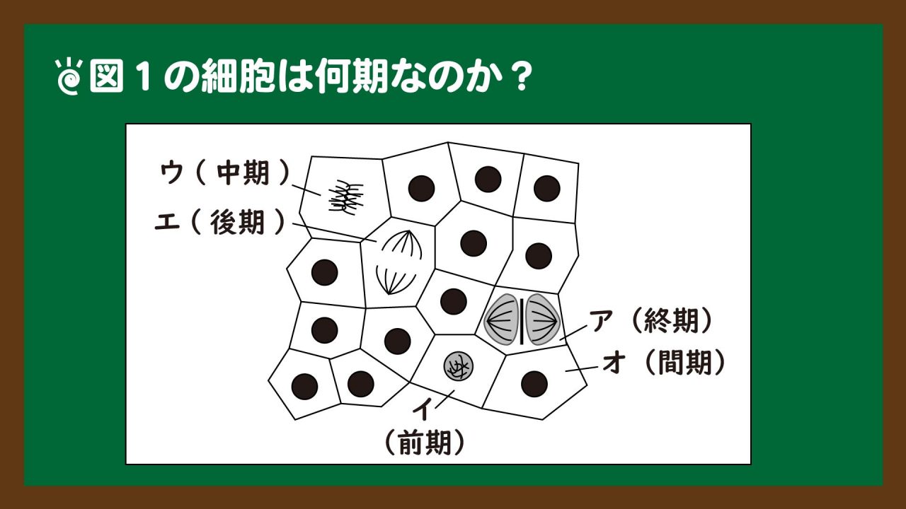 スライド8:図1の解釈
