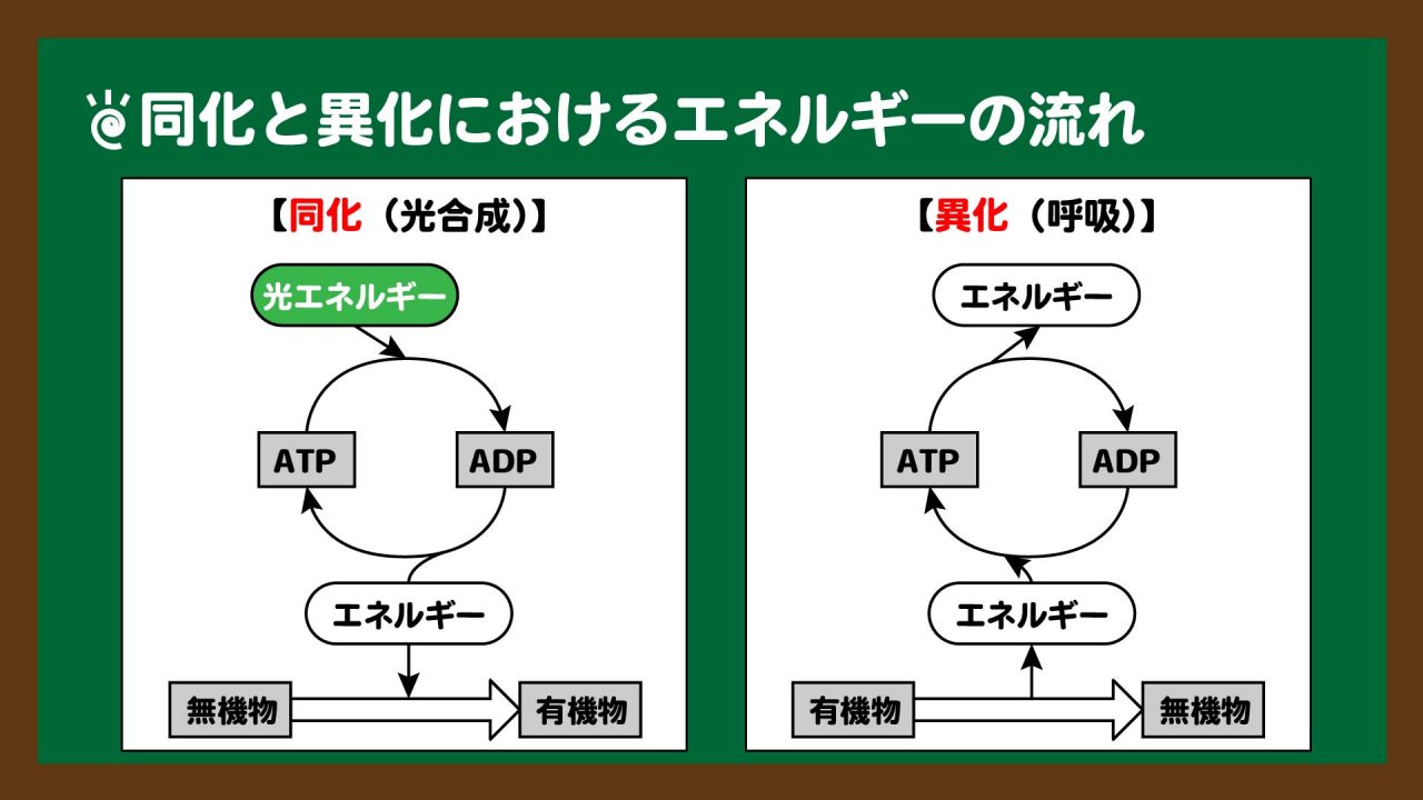 図.同化と異化におけるエネルギーの流れ