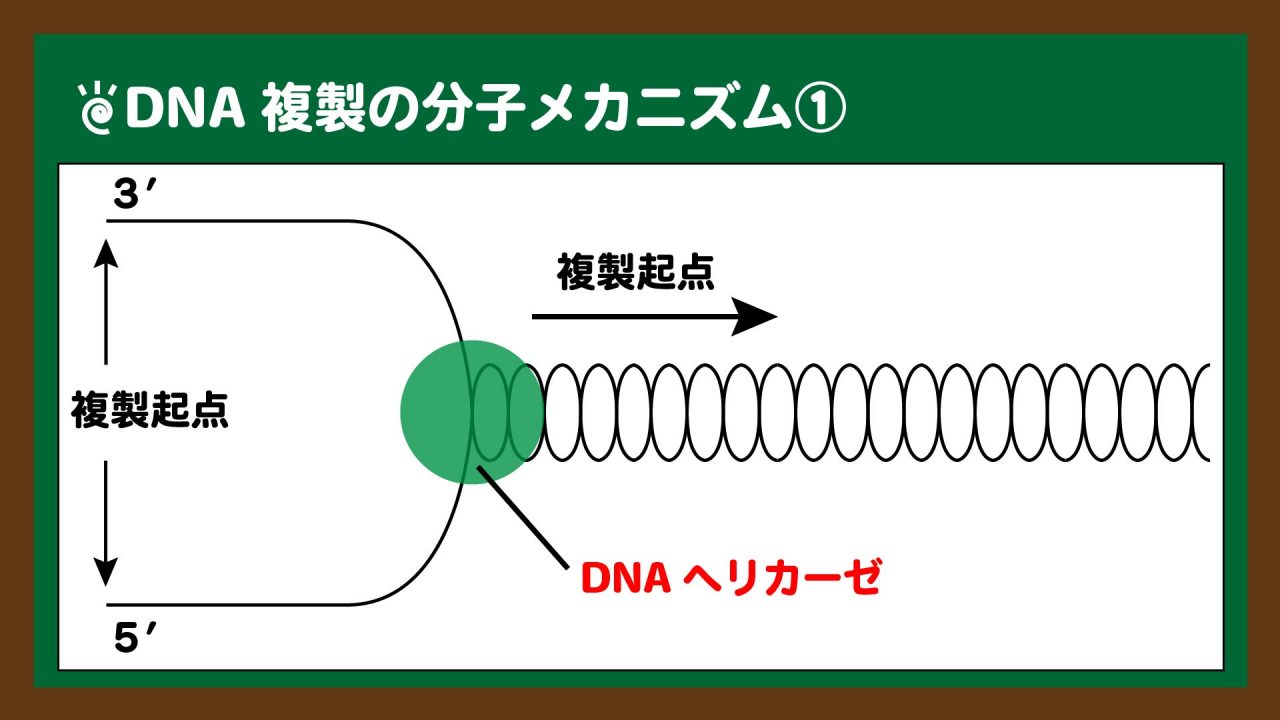 図.DNAヘリカーゼによるDNAの開裂