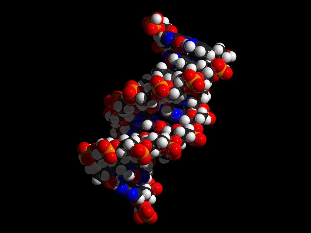 図．DNAの構造の分子イメージ