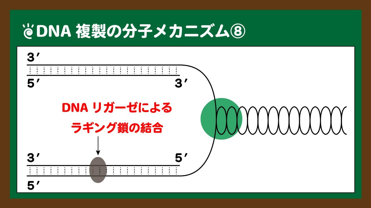 図.DNAリガーゼによるラギング鎖の結合
