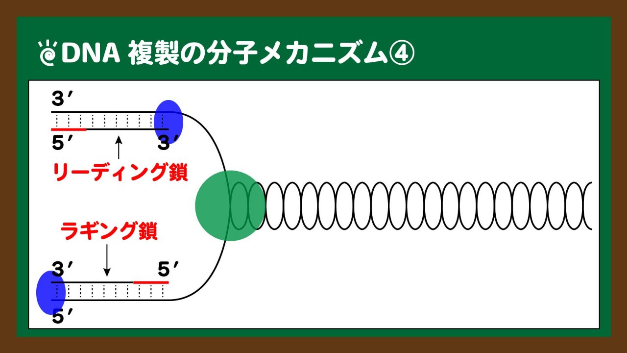 図.DNAポリメラーゼによる新生鎖の合成