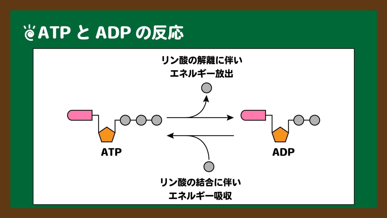 図.ATPとADPの反応