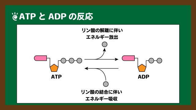 図．ATPとADPの反応