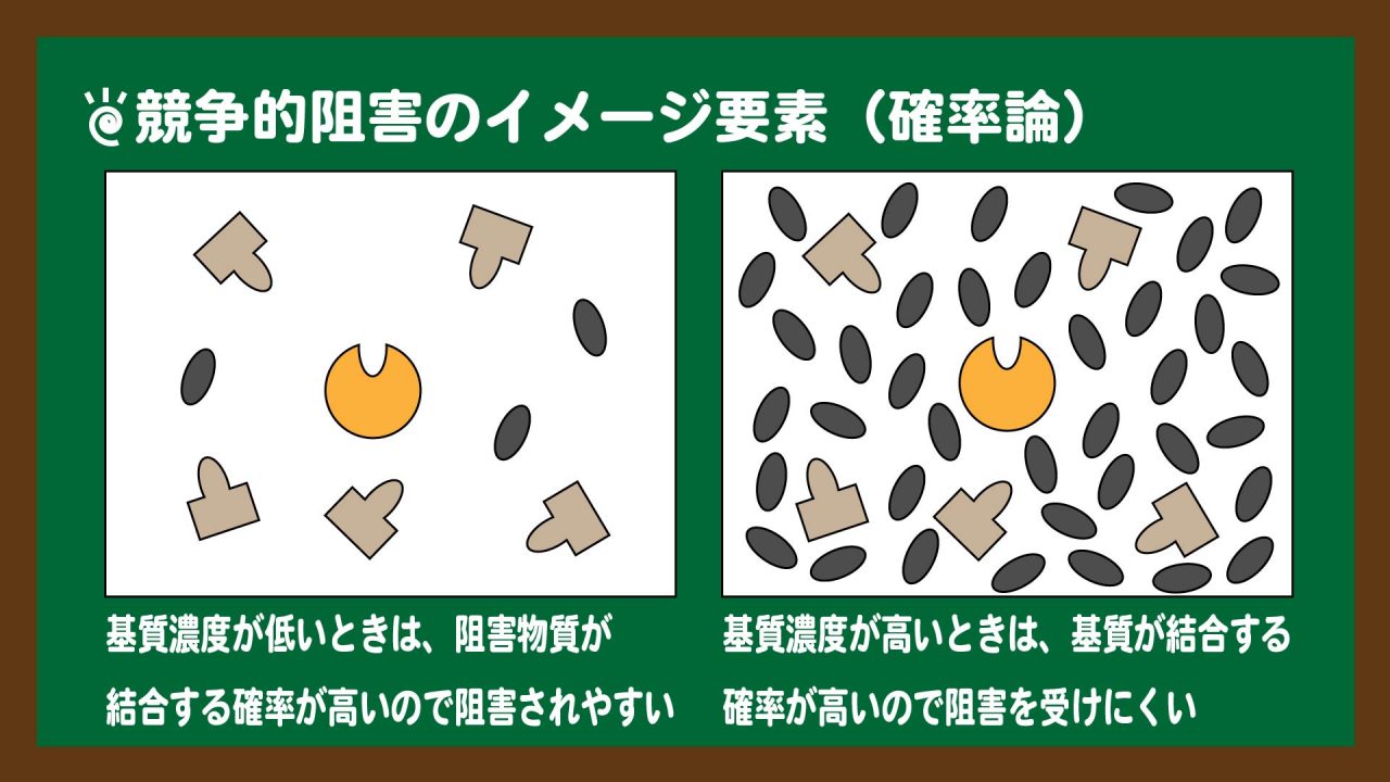 スライド9:競争的阻害をイメージしてみる(確率論)