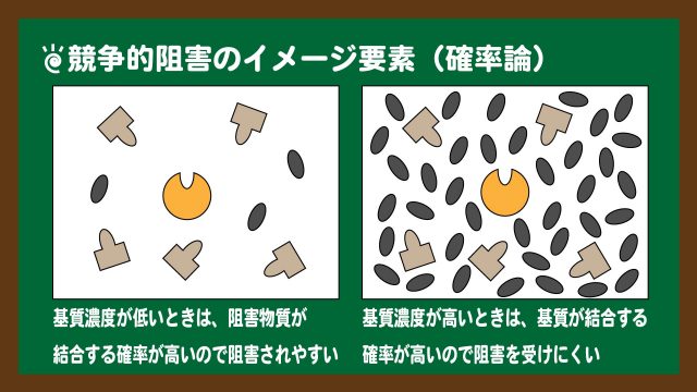 スライド9:競争的阻害をイメージしてみる(確率論)