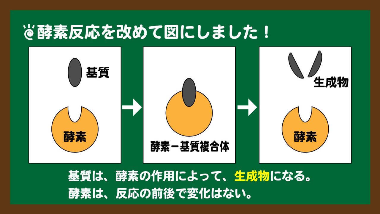スライド12:基質と酵素の反応のイメージ
