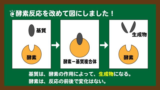 スライド12:基質と酵素の反応のイメージ
