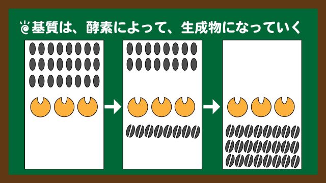 スライド13:基質は酵素によって生成物になっていく