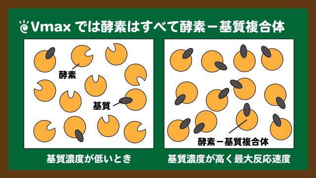 スライド5:最大反応速度ではすべての酵素とすべての基質は結合している
