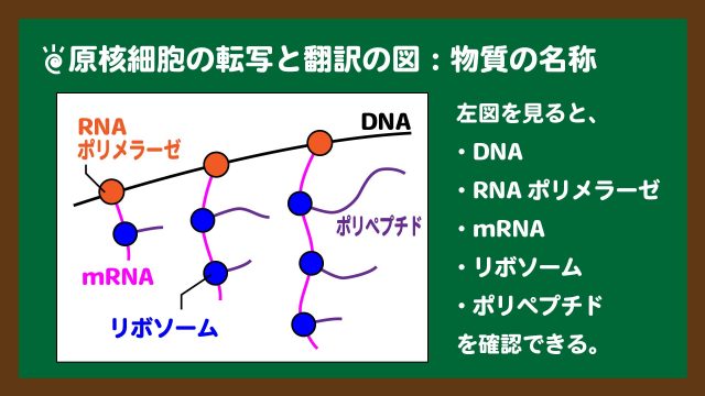 スライド３：原核細胞の転写と翻訳の図における物質の名称